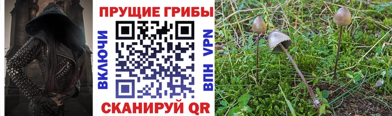 Галлюциногенные грибы Psilocybine cubensis  Рудня 